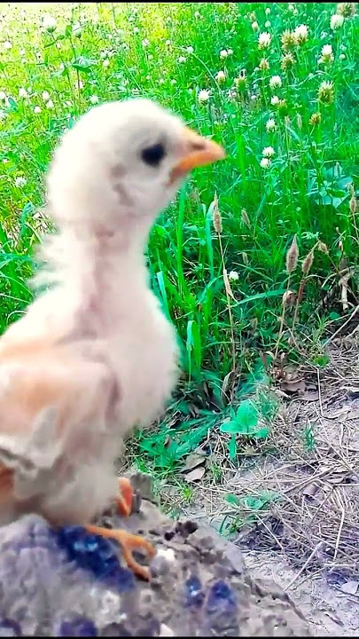 Hen roster Cutest Sound | murgi ke chuje ki Awaz |hen chicksvoice 2023 part #1 #shorts #birdsvideo
