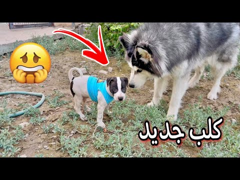 كلب بيتبول بدل كلبي دراقون اللي مات شوفوا ايش صار مع ولد جاك 