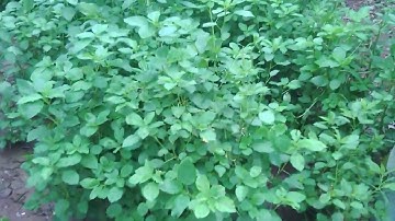 Chiếc khăn piêu-