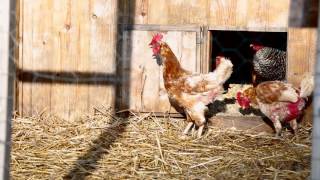 Why Chickens Stop Laying Eggs and Molt in the Fall