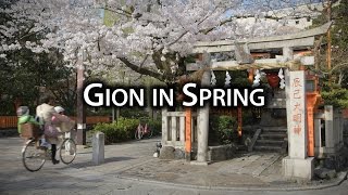 Places to Go: Cherry Blossoms at Shirakawa-dori
A scenic street in the heart of the Gion area, Shirakawa-dōri lies alongside the Shirakawa canal and is flanked by willow on one side and sakura cherry trees on the other. The buildings that line the canal are high-class restaurants, inns, and teahouses that offer gorgeous riverside dining and Kyoto cuisine. Since its slightly off the beaten path it isnt as crowded as other areas of Gion can get. A popular local shrine, Tatsumi Daimyōjin, is situated at the fork in the cobblestone path, and bridges over the bubbling river lead off to the local geisha districts.
To see more of what Kyoto has to offer, check out our website:
https://www.discoverkyoto.com Places to Go: Cherry Blossoms at Shirakawa-dori