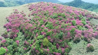 えひめ空中散歩　大川嶺のツルギミツバツツジ・愛媛新聞