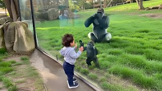 Two Babies, One Heart Human Baby & Baby Gorilla