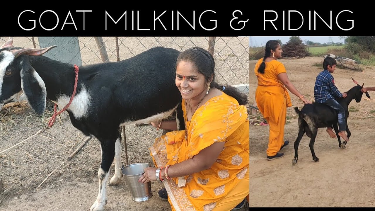 GOAT MILKING BY HAND CUTE LITTLE BOY RIDING GOAT VILLAGE LIFE VLOG