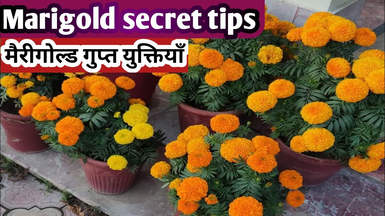 marigold-secret-tips-in-hindi-urdu-mr