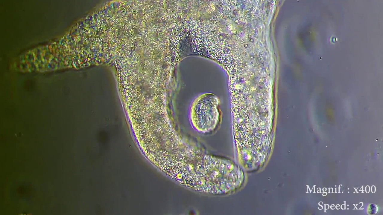 Amoeba eats  paramecia  Amoebas lunch   Amoeba Endocytosis  Phagocytosis  Part 1  