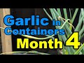 Garlic in Containers: 4 Month Update