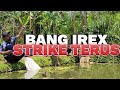 umpan jitu mancing borongan kolam spesial racikan bang irex sangat gacor, yang lain cuma nonton