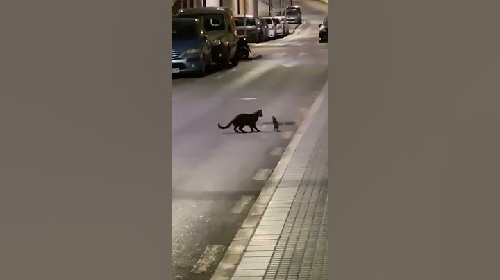 Cat vs Ninja Rat || ViralHog