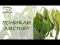 Поникли листья после пересадки Что делать?