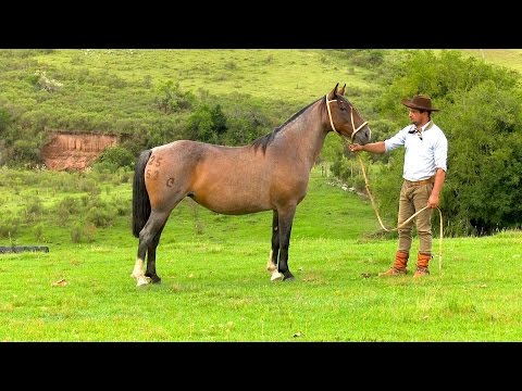 Lote 32 - Narla Tupambaé