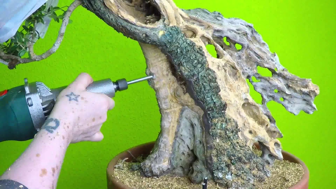 bonsai de acebuche (olivo). Trabajos en madera muerta 2016