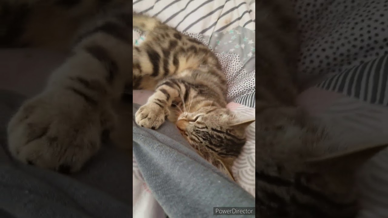 Cat On Crack YouTube