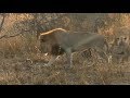 SafariLive, The 6 Nkuhuma lion cubbies and their daddy or uncle.