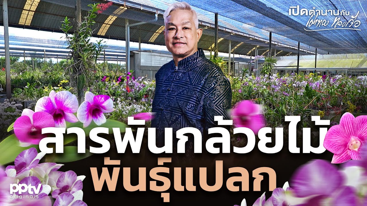 สารพันกล้วยไม้พันธุ์แปลก | เปิดตำนานกับเผ่าทอง ทองเจือ | Full EP.