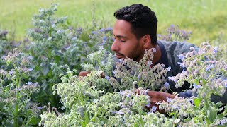 لأول مره زرعنا خبز النحل |اسرار زراعته| |فيديو كامل|How to grow Bourrache officinale is amazing