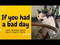 If you had a bad day just watch these daily happy pets  day 37