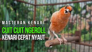 Terapi Ampuh! Pulihkan Suara Kenari Langsung Gacor Pancingan Kenari Ngerol Panjang Paling Dicari!