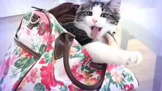 Мой котенок - ангелочек Джесси ♥ LifeinsideUSA Мой котенок - ангелочек Джесси ♥ LifeinsideUSA