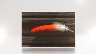 Protected by the Light Memoir by Debra Roinestad