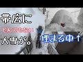 【北海道移住】北海道の洗礼を受けました【歴史的大雪/帯広/十勝】