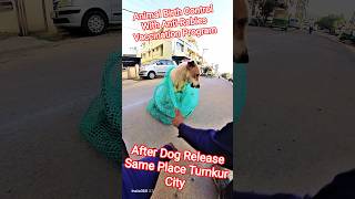 After Dog Release Tumkur City #dog #release #dogwithpublicsafety #ytviral #pets #dogshorts #shorts