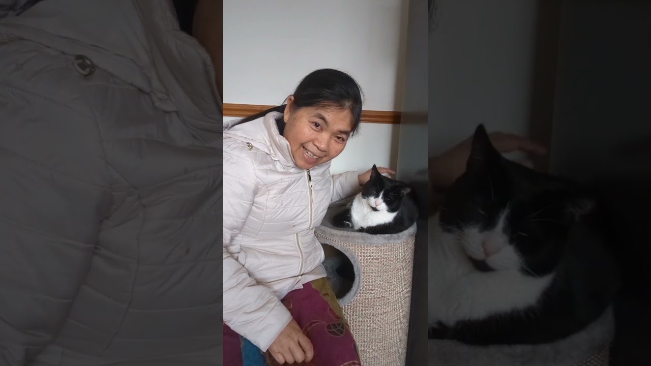 #shorts น้องแมวแจ๊ค😻❤️อ้อนเจ้าของ #น่ารักมากๆ #ทาสแมว #ในอังกฤษ #ฟังเพลงเพราะๆ