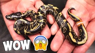 EPIC SNAKE BABIES  + UNBOXING NEW SNAKES