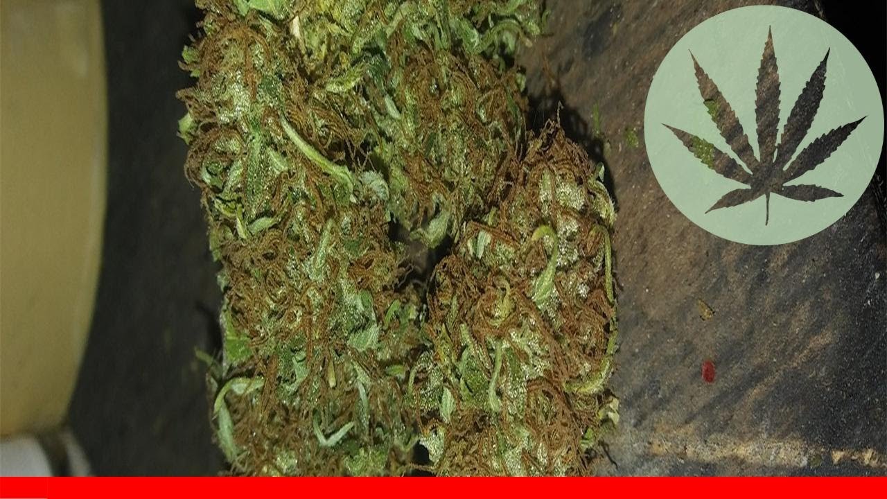 Orange Bud - All About This Strain
