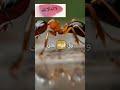 من ماذا خلق النمل اكسبلور السعودية مصر العراق معلومات دويتو Viral 