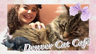 Lolita Meet at the Denver Cat Co. | Rosé Forêt