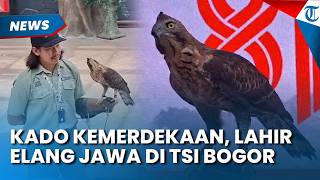 'Garuda' Is Born! The Moment a Javan Hawk-Eagle Chick Is Naturally Raised by Its Mother at TSI Bogor