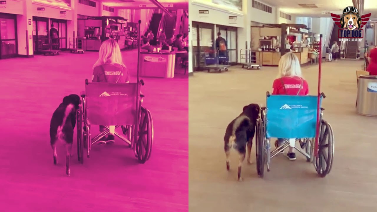 Sampson E Collar Training Amazing Results Top Dog Training