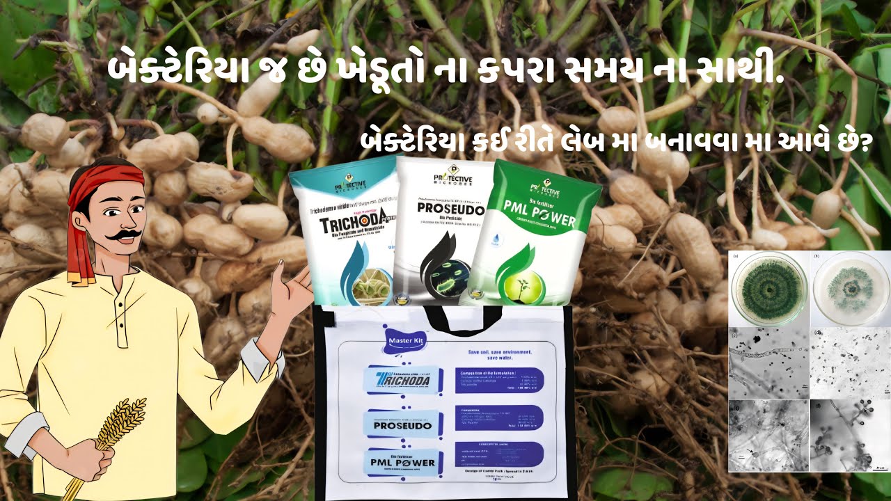 ખેતી માં સુકારા માટે બેક્ટેરિયા|bacteria fug|Protective|TRICHO|PSUDO|NPK|laboratory