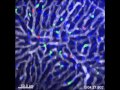 Cellular & Molecular Immunology - 2014