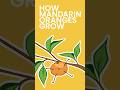 How Mandarin Oranges Grow #shorts