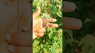 মা ও বাবা দুজনকেই ভালোবাসলে subscribe করো || #foryou #viralvideo #1000subscriber #youtube #shorts
