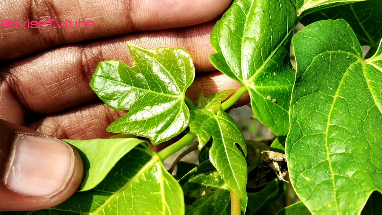 पपीते के पौधे की देखभाल | पपीते का पौधा कैसे लगाएं | Papaya plant care ...