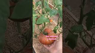 КЭЛ КРАСНЫЙ И ЗЕЛЕНЫЙ (Cal Red @green) Экзотические сорта томатов