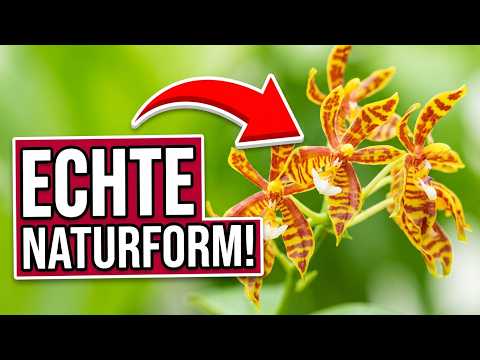 Phalaenopsis mannii: Diese Naturform blüht außergewöhnlich