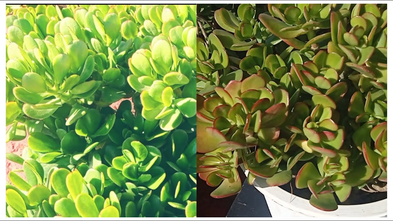 العنايه و إكثار نبتة كراسولا