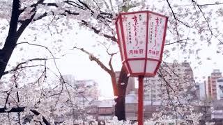 Ue o Muite Arukou - Japan