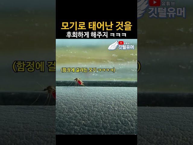 건드려선 안될 사람을 건드린 모기 ㅋㅋㅋㅋ