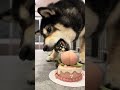 7歳になったよー!🍑のマークでお祝いしてほしいな🐶✨ #柴犬 #誕生日