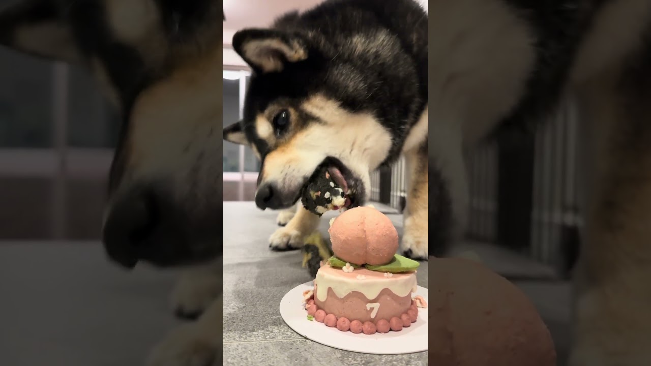 7歳になったよー!🍑のマークでお祝いしてほしいな🐶✨ #柴犬 #誕生日