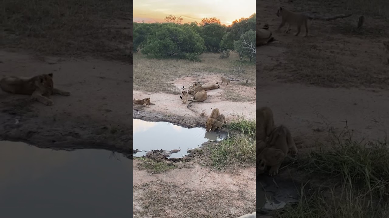 اللبوة مع أشبالهما بجنب البركه