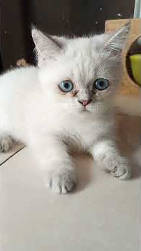 cat sksos sosbssi saiaisnsos