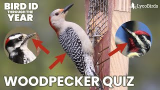 Woodpecker Identification Quiz (Woodpecker Identification Pt. 3)