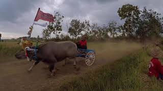 Makepung - Büffelrennen auf Bali