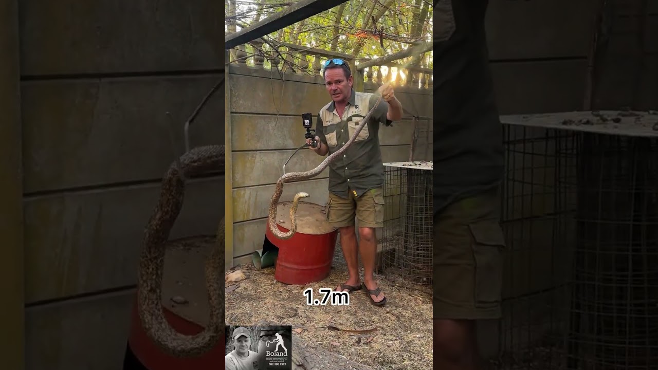 Massive Cape Cobra in chicken coop outside the town of Hermon SA #dieslangou #cobra #fyp 